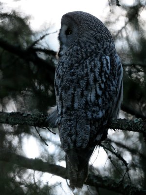 Strix nebulosa, Great Grey Owl, Lappuggla 