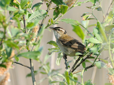 Acrocephalus schoenobaenus
