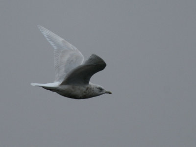 Larus glaucoides