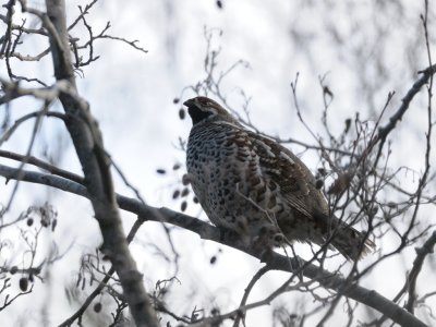 Bonasa Bonasia, Hazel Grouse, Jrpe