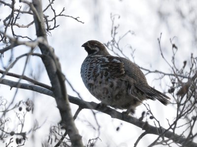 Bonasa Bonasia, Hazel Grouse, Jrpe