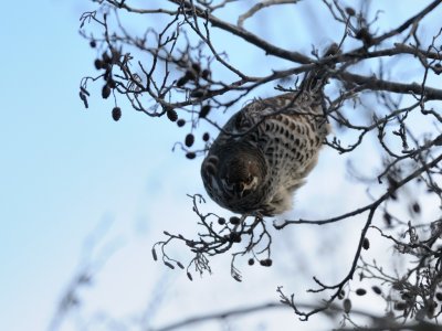 Bonasa Bonasia, Hazel Grouse, Jrpe