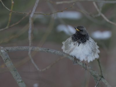 Turdus atrogularis, Dark-throated Thrush, Svarthalsad trast