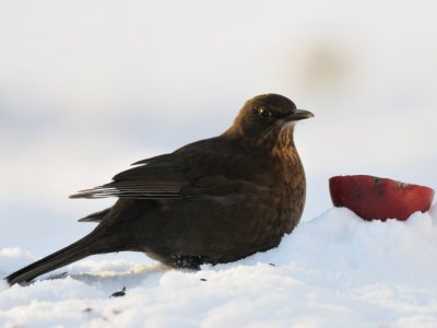 Turdus merula