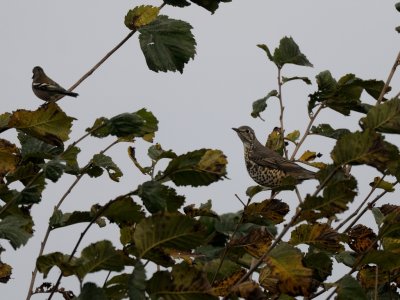 Turdus viscivorus, Mistle Thrush, Dubbeltrast