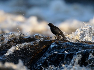 Cinclus cinclus, White-throted Dipper, Strmstare