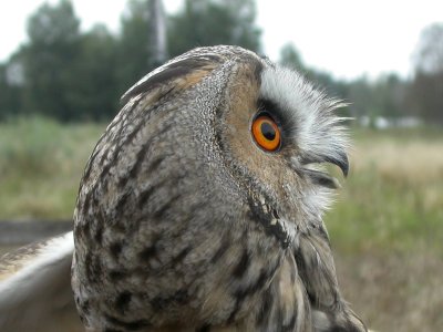 Asio otus, Long-eared Owl, Hornuggla