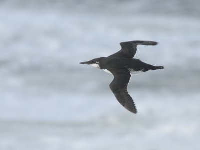 Uria aalge, Common Murre, Sillgrissla 