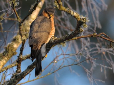 Accipiter nisus, Eurasian Sparrowhawk, Sparvhk 