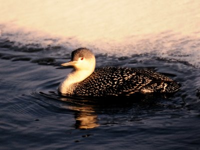 Gavia stellata, Red-throated, Loon, Smlom 