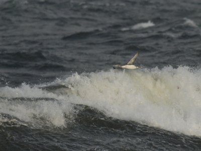 Gavia stellata, Red-throated, Loon, Smlom 