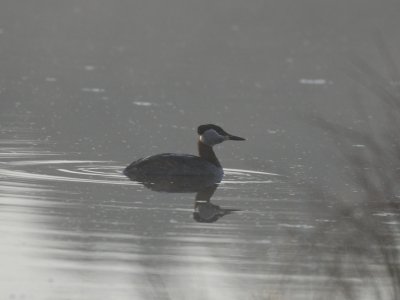 Podiceps grisegena, Red-necked Grebe, Grhakedopping 