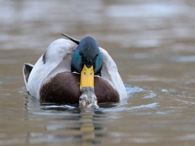 Anas platyrhynchos