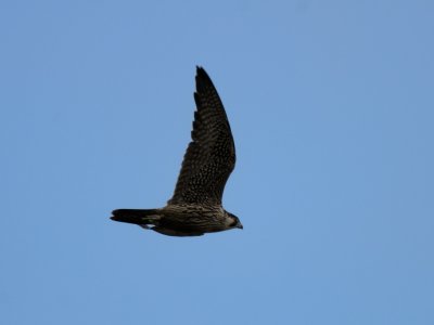 Falco peregrinus, Peregrine Falcon, Pilgrimsfalk 