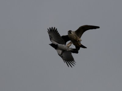 Falco peregrinus, Peregrine Falcon, Pilgrimsfalk 