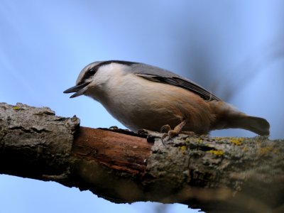 Nuthatch-Treecreeper, Ntvcka-Trdkrypare