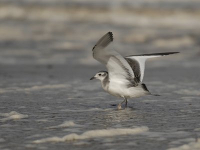 Larus sabini, Sabines Gull, Tärnmås