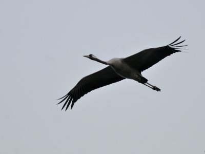 Crane, Trana