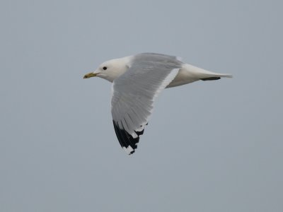 Larus canus, Mew Gull, Fiskms