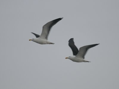 Larus marinus, Great Black-backed Gull, Havstrut