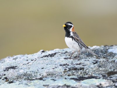 Sparrows/Buntings, Sparvar