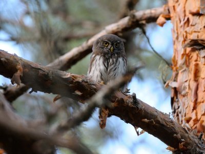 Glaucidium passerinum, Eurasian Pygmy Owl, Sparvuggla 