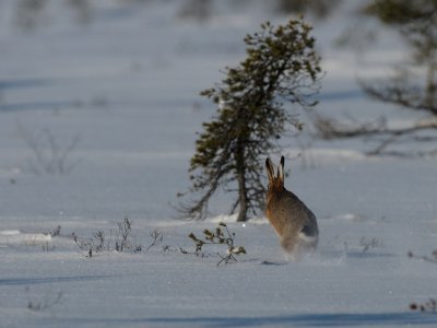 Lepus europaeus, Common hare, Fälthare