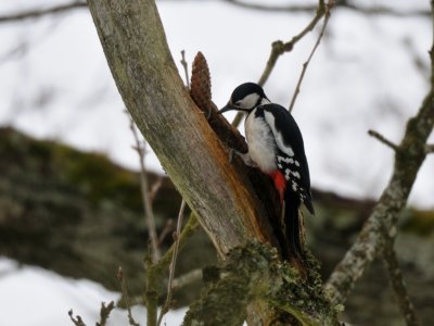 Dendrocopos major, Great spotted woodpecker, Strre hackspett