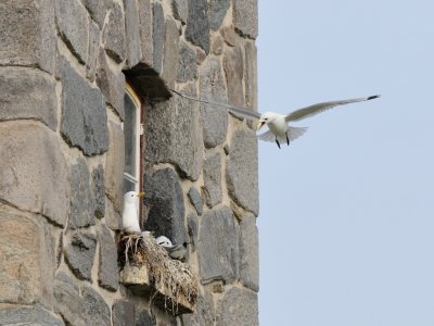 Rissa tridactyla, Black-legged Kittiwake, Tretig ms