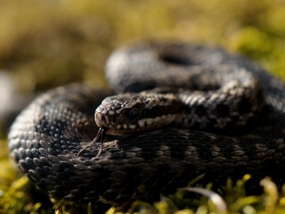 Vipera berus