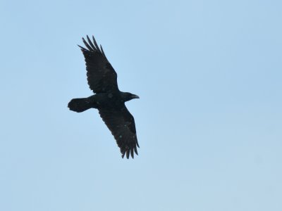 Corvus corax
