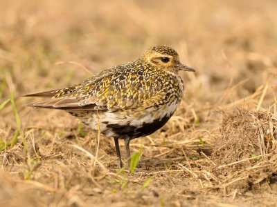 Pluvialis apricaria