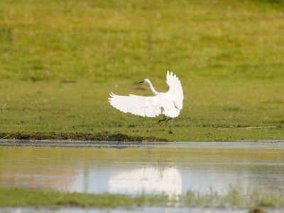 Egretta garzetta, Little Egret, Silkeshger 