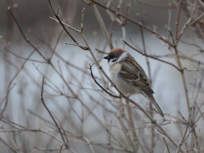 Passer montanus, Eurasian Tree Sparrow, Pilfink 