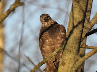 Accipiter gentilis