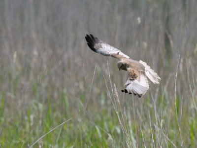 Circus aeruginosus, Western March Harrier, Brun krrhk