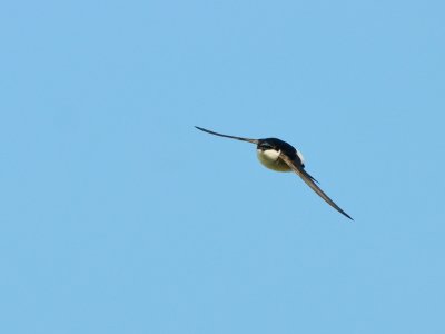 Delichon urbica, Common House Martin, Hussvala 