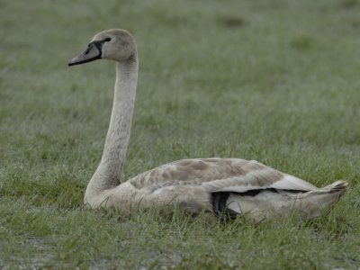 Cygnus olor, Mute Swan, Knlsvan