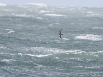 Puffinus griseus