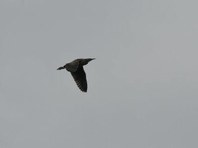 Botaurus stellaris, Great Bittern, Rrdrom