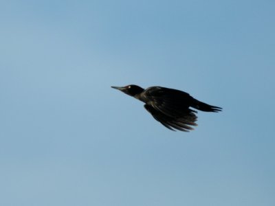 Dryocopus martius, Black Woodpecker, Spillkrka 