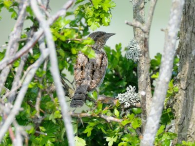 Jynx torquilla, Eurasian Wryneck, Gktyta