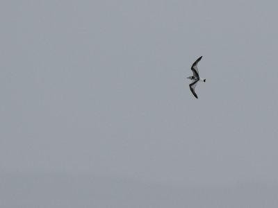 Larus minutus, Little Gull, Dvrgms 