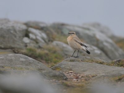 Oenanthe isabellina, Isabelline Wheatear, Isabellastenskvtta 