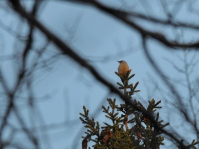 Picus canus, Grey-headed Woodpecker, Grspett 