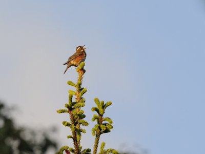 Turdus iliacus