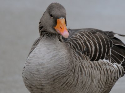 Anser anser, Greylag goose, Grgs