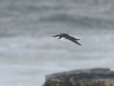 Uria aalge, Common Murre, Sillgrissla 