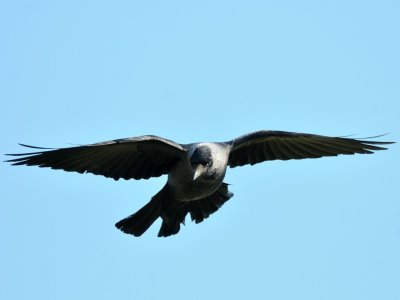 Corvus monedula, Western Jackdaw, Kaja