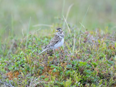 Calcarius lapponicus